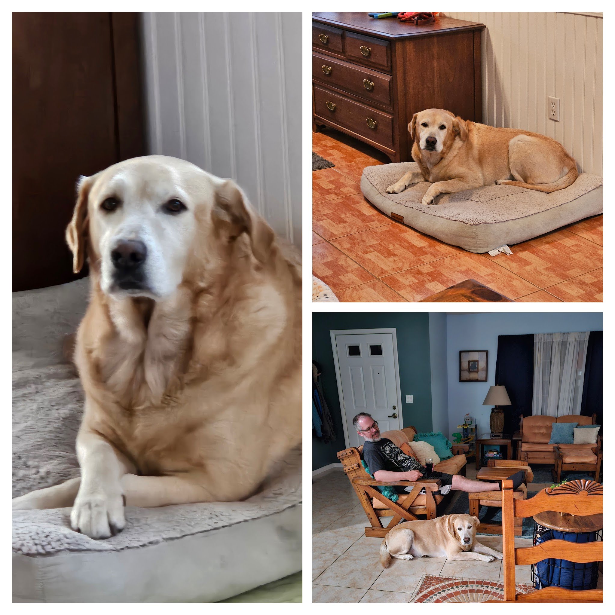 Guest Collage 1